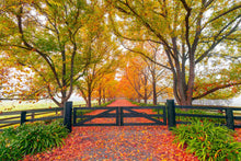 Load image into Gallery viewer, AUTUMN  BLUSH