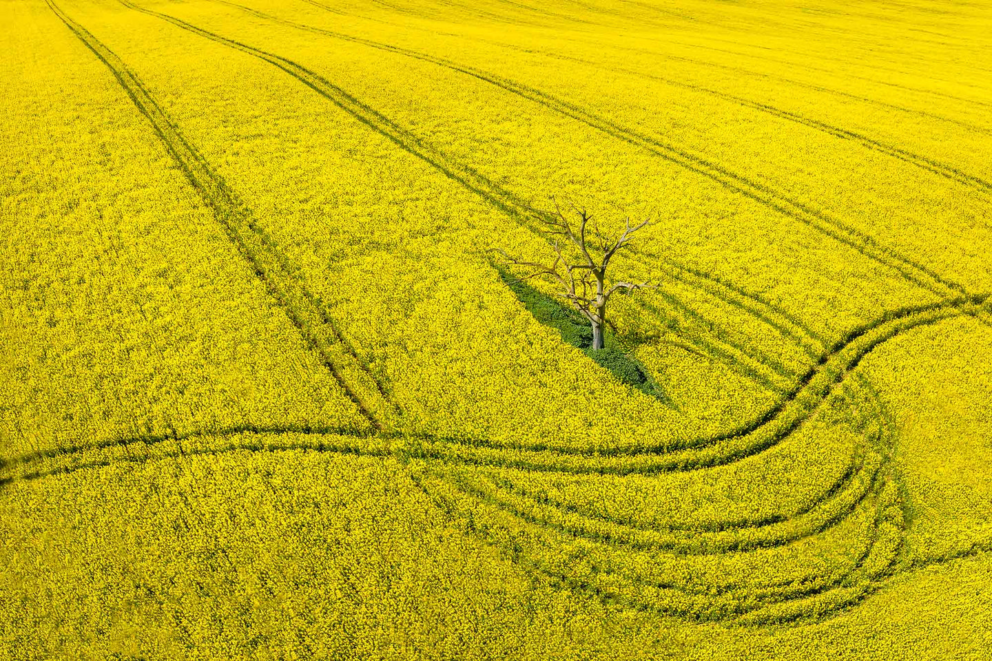 CROP CIRCLES