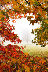 TREE IN MIST