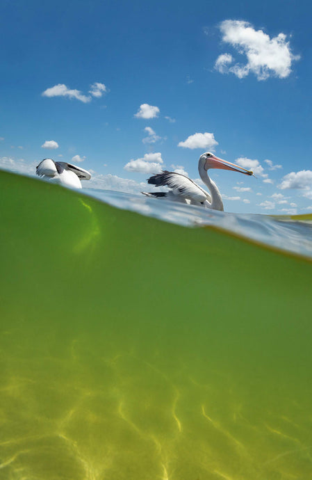 PELICANS